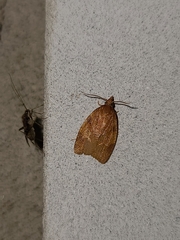 Cenopis diluticostana