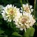 White Clover - Photo (c) Александра, some rights reserved (CC BY-NC), uploaded by Александра
