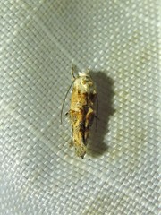 Mompha murtfeldtella