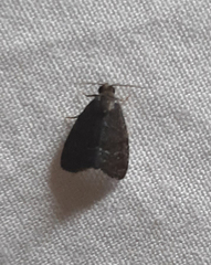 Noctuoidea