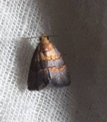 Lepidoptera