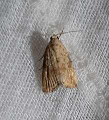 Noctuoidea