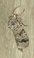 Proteuxoa capularis