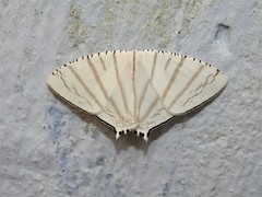 Urapteroides astheniata