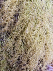Odonthalia
