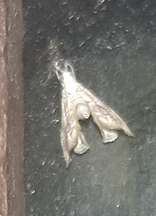 Crambidae