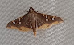 Prophantis adusta