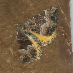 Chrysolarentia lucidulata