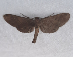 Geometridae