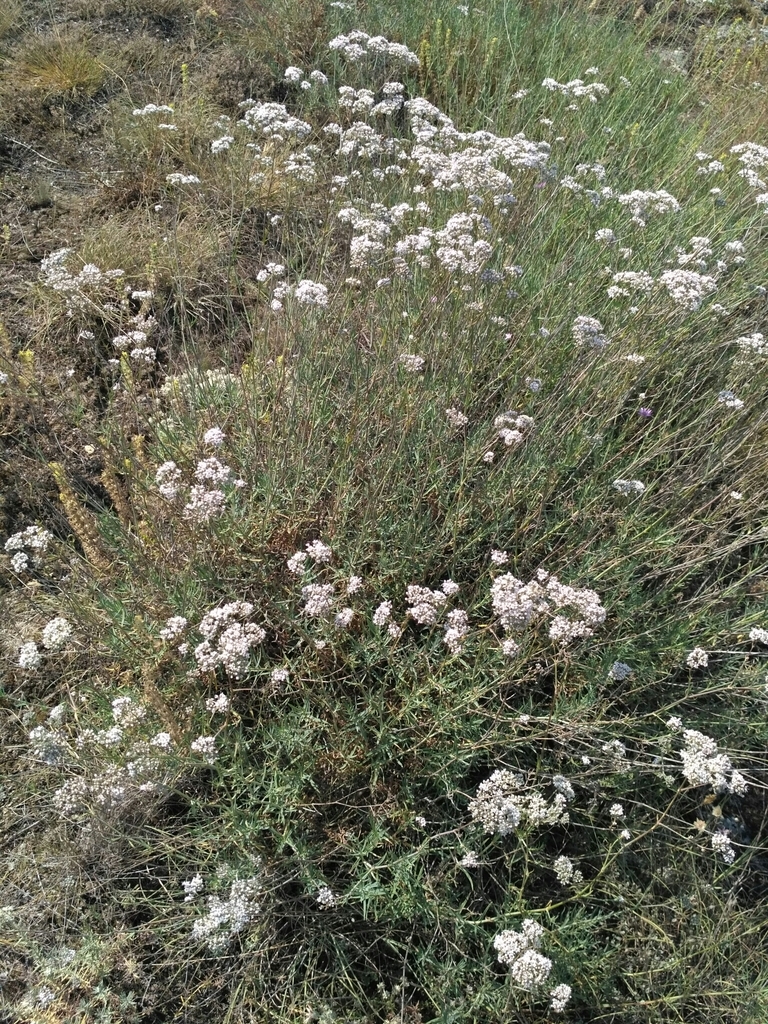 Gypsophila collina