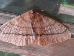 Eupterote