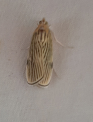 Tyspanodes linealis