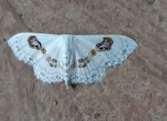 Problepsis vulgaris