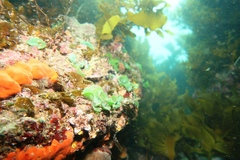 Dictyosphaeria sericea