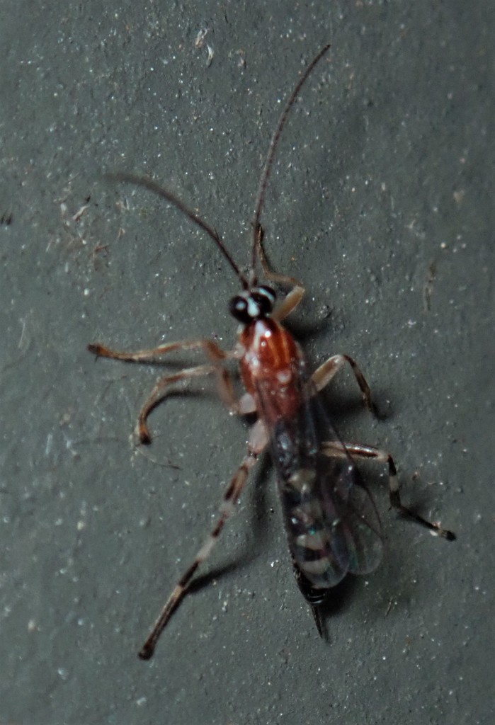 Zatypota alborhombarta