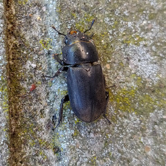 Dorcus parallelipipedus