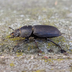 Dorcus parallelipipedus