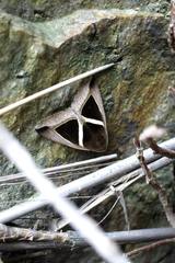 Chalciope mygdon