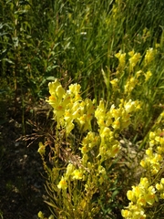 Linaria vulgaris