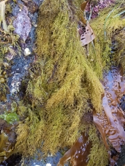 Odonthalia