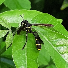 Monoceromyia javana
