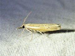 Fissicrambus quadrinotellus