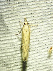 Fissicrambus quadrinotellus