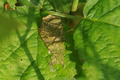 Coptotriche marginea