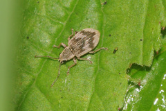 Pseudomyllocerus sinuatus