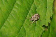 Pseudomyllocerus sinuatus