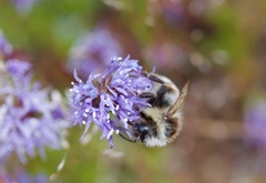 Bombus sitkensis