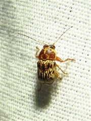 Pachybrachis turbidus