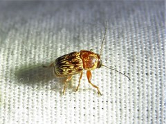 Pachybrachis turbidus