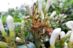 Amata grotei