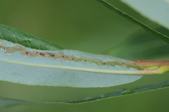 Phyllocnistis saligna