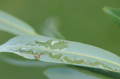 Phyllocnistis saligna