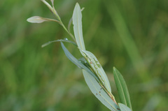 Phyllocnistis saligna