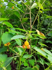 Impatiens capensis