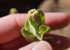 Brickellia greenei