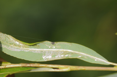 Phyllocnistis saligna