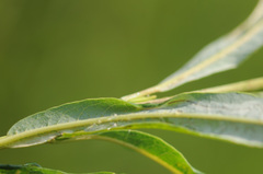 Phyllocnistis saligna