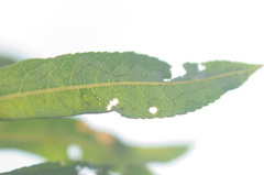 Phyllocnistis saligna