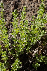 Brickellia greenei