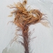 Witch's Hair - Photo (c) M. Goff, some rights reserved (CC BY-NC-SA), uploaded by M. Goff