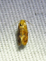 Cochylis bucera