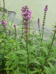 Stachys palustris
