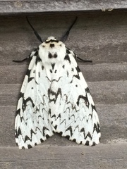 Lymantria minomonis