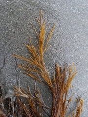 Desmarestia aculeata