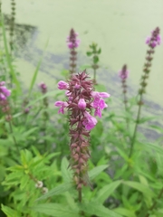 Stachys palustris