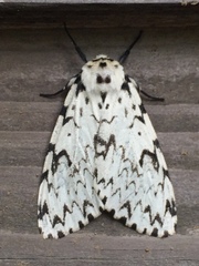 Lymantria minomonis